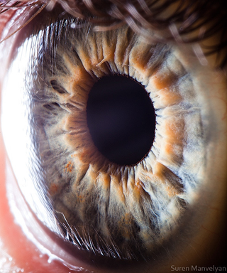 Illustration for article titled I Can't Stop Looking at These Macros of "Your Beautiful Eyes"